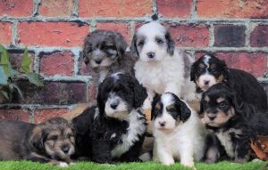 A gorgeous mix of puppies
