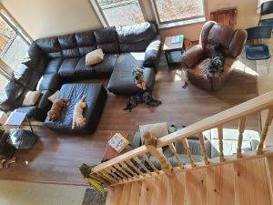 Our puppy parents at home