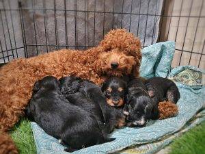 Amber's first puppies