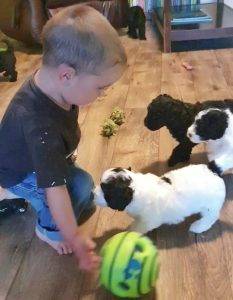Puppies at Play
