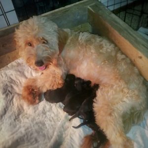 home-raised puppies