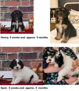FAQ: puppy versus adult 2