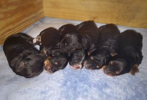 giveaway puppies in time for Christmas!