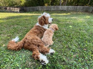 Buster's puppies: golden, ginger...red?