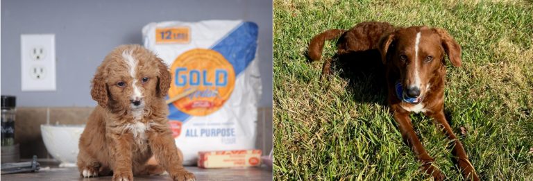 peanut: golden to red