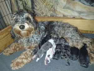 trixi's puppies have arrived!
