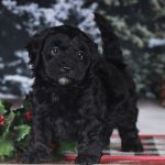 Christmas Puppies: It's Getting Real! Which one of these 4 little loves is your first choice?