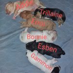 Naming Day for these (20) Adorable February Puppies!