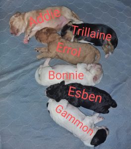 Naming Day