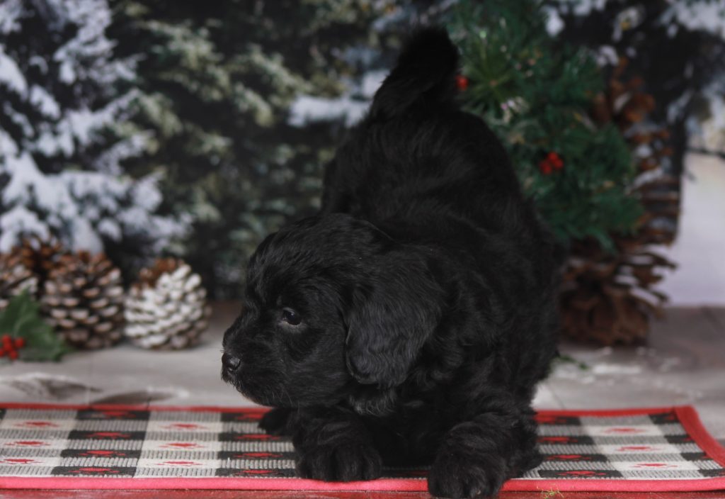 Christmas puppy Leeli