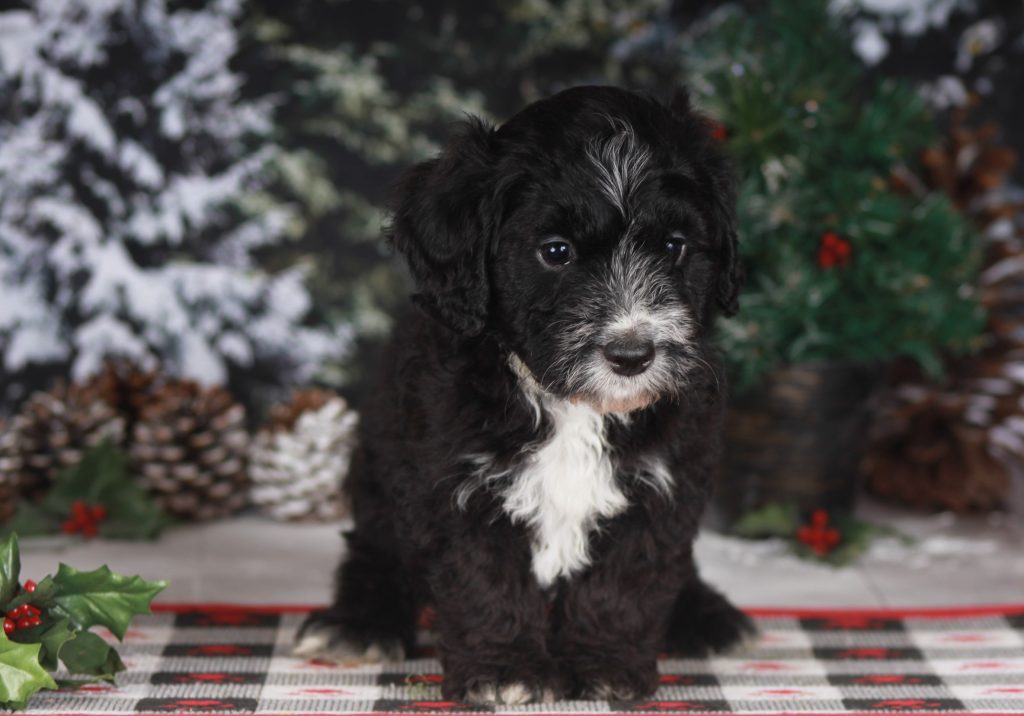 Christmas puppies Lucinda