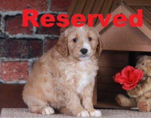 First Reserved: Addie