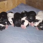 Welcoming Lots of Puppies--3 already reserved! A Beautiful variety of colors and size options available.