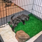 Puppy Potty Training: New Owners Say our Process is "90-95% effective!"