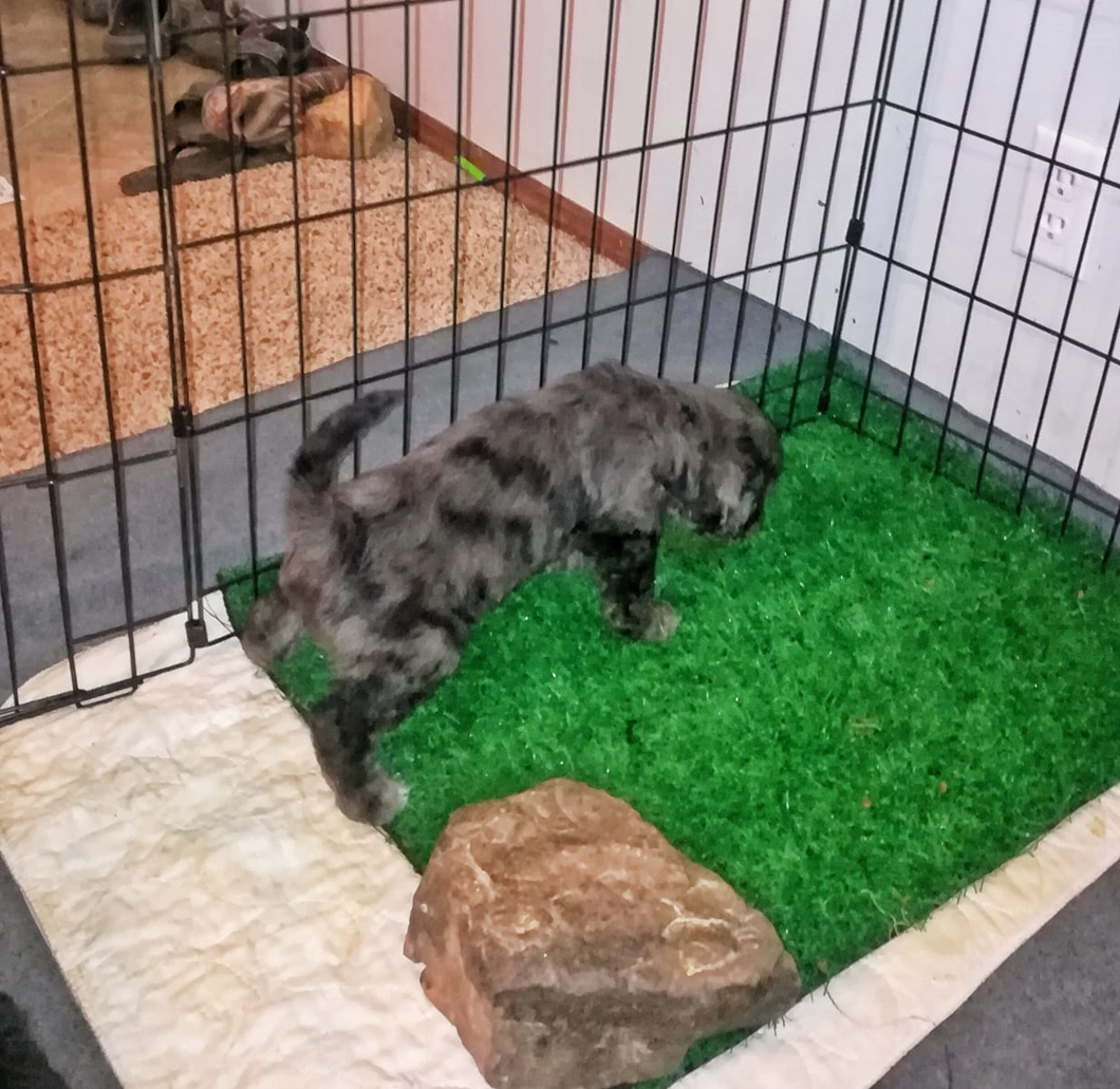 Puppy Potty Training Our Process Is 90 95 Effective puppy-potty-training-our-process-is-90-95-effective