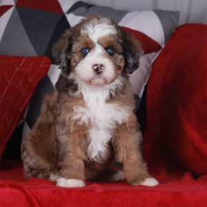 Puppy Photo Gallery: Golden Mountain Doodles and Aussie Mountain Doodles