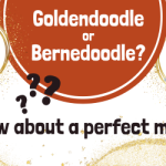 The Ultimate Alternative to the Goldendoodle & Bernedoodle: Choose a Golden Mountain Doodle Instead!