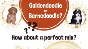 The GMD: An perfect alternative to the Goldendoodle or Bernedoodle!