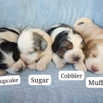 Fun with Name Selection: Celebrating the Arrival of New Puppies