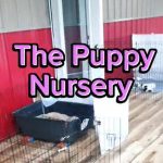 Welcome to Our New Puppy Nursery: Joyful Beginnings!