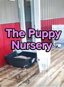 Take a tour of our new puppy nursery!