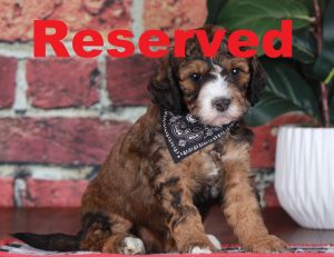 Truffle reserved