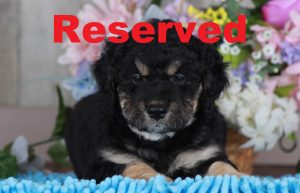 Tubby reserved