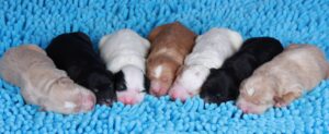 Cheza's puppies