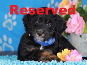 Murphy reserved