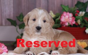 Aspen reserved