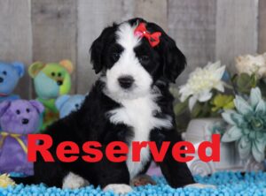 Dazzle reserved