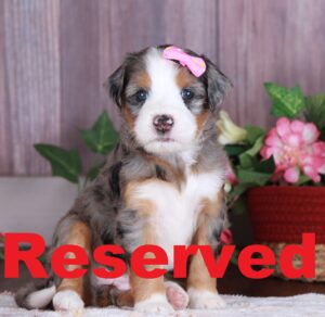 Fancy reserved