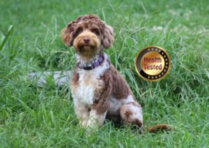hazel health tested