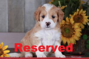 Safi reserved