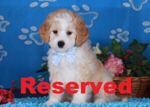 Taji reserved