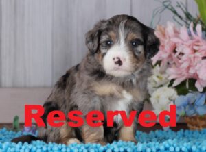 Twinkie Reserved