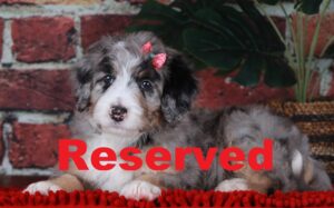 jellybean reserved