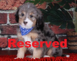 Twizzler reserved