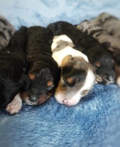 Belle's puppies 4
