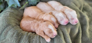 Foxy & Hero's Boys (1)