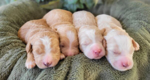 Foxy & Hero's Boys (2)