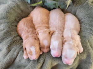 Foxy & Hero's Boys (3)