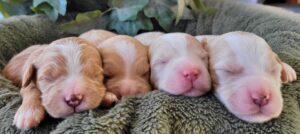 Foxy & Hero's Boys (4)