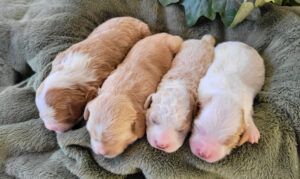 Foxy & Hero's Girls (1)