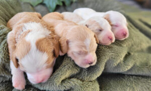 Foxy & Hero's Girls (2)