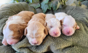 Foxy & Hero's Girls (4)