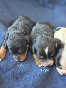 Sparkle's puppies 1