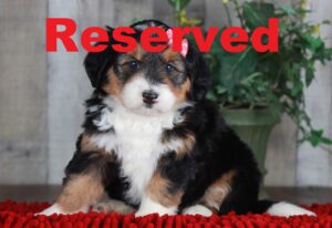 Charlotte reserved