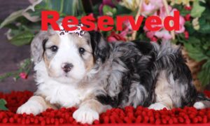 Tabitha reserved