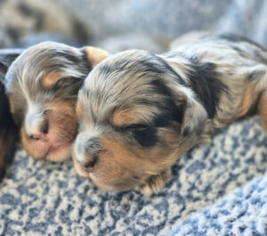 Trixi's boys: Everest & Oakley